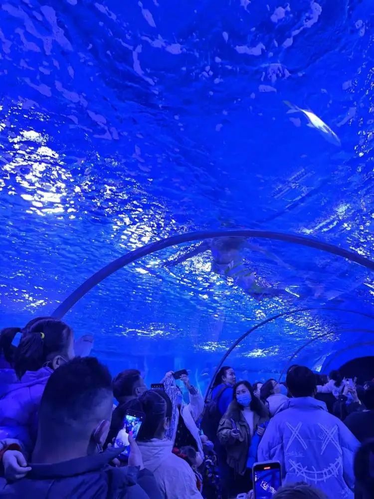 赤峰人宝爸宝妈们这家海洋馆搞事情