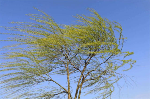 正月月令诗词六首东风解冻鸿雁来东风吹水琉璃软