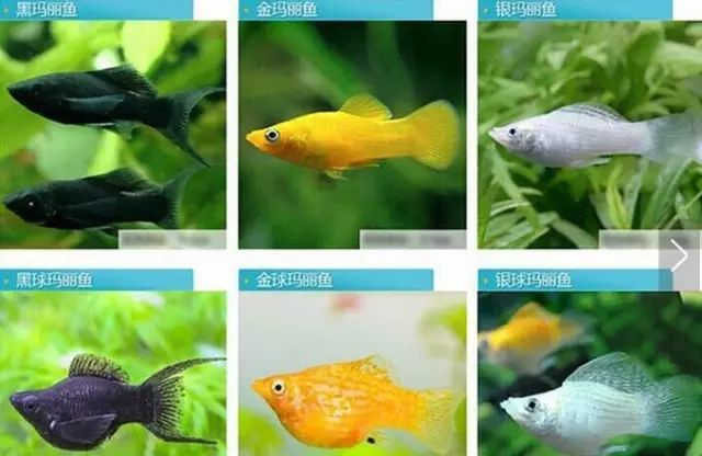 玛丽鱼性格随和,能和其他种类的鱼很平相处,但是不