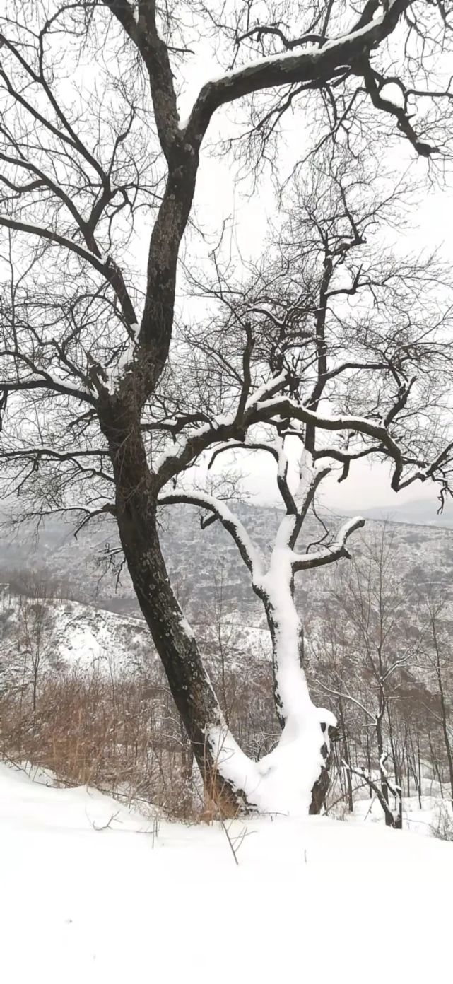 圖|永壽鄉村雪景更迷人