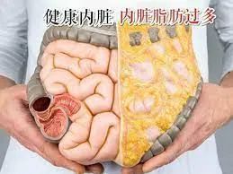 健康内脏脂肪如何减肥坚持做好4点给内脏减负没那么难