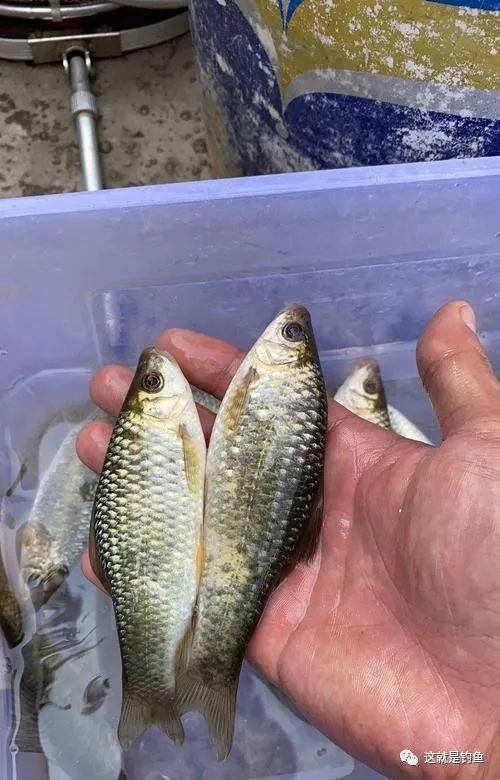 像麦穗又像鲫鱼的"怪鱼"——石鲮鱼_腾讯新闻