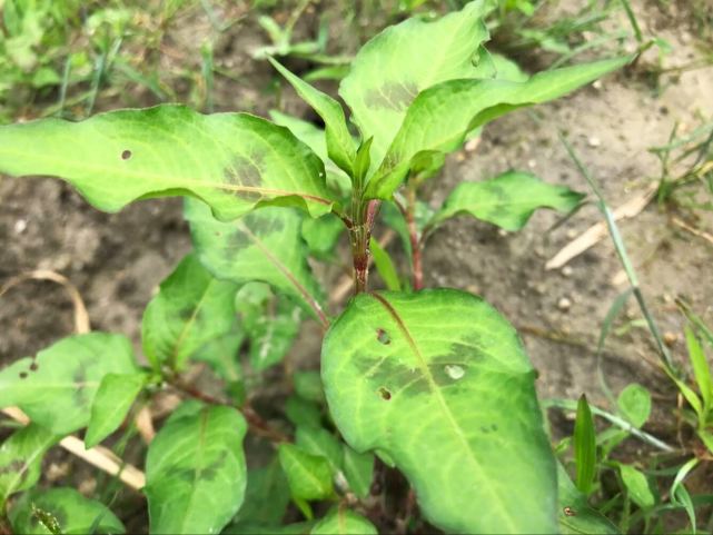 农村河边的辣蓼草用来捕鱼效果比鱼竿鱼枪好看到请重视