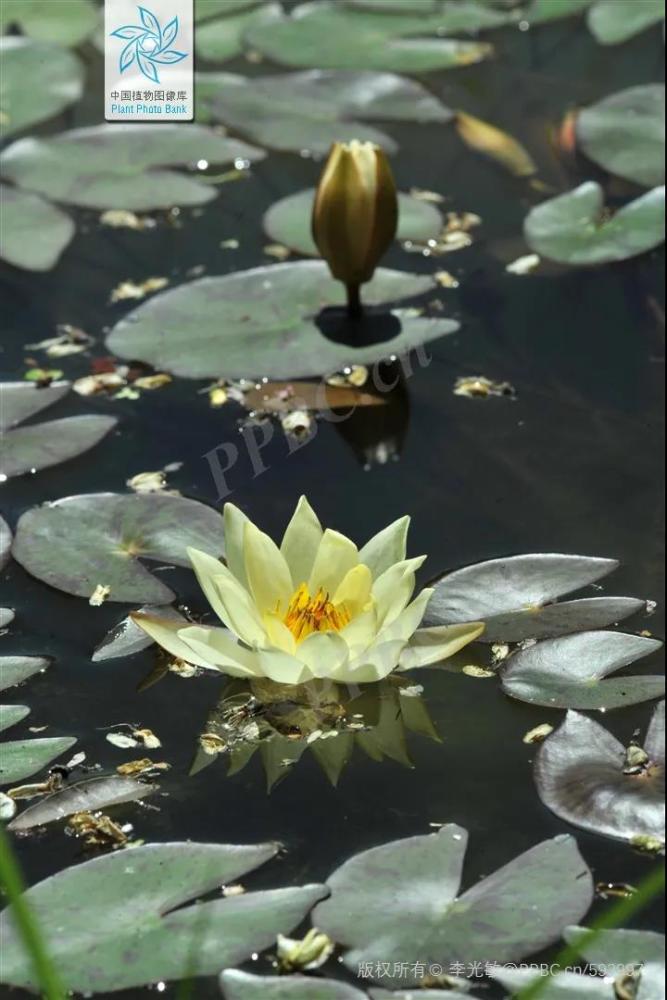 林草科普敦煌壁画中的植物睡莲