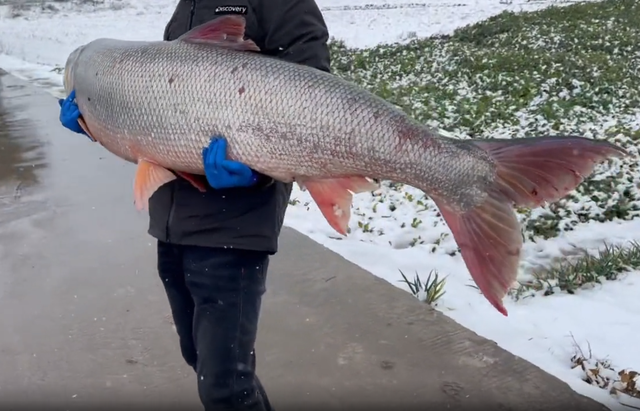 江苏男子钓上巨型鳡鱼,近2米像头小猪,网友:比我女朋友还重