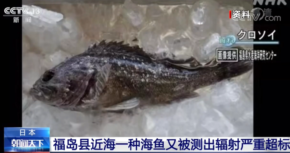 日本福岛辐射鱼图片