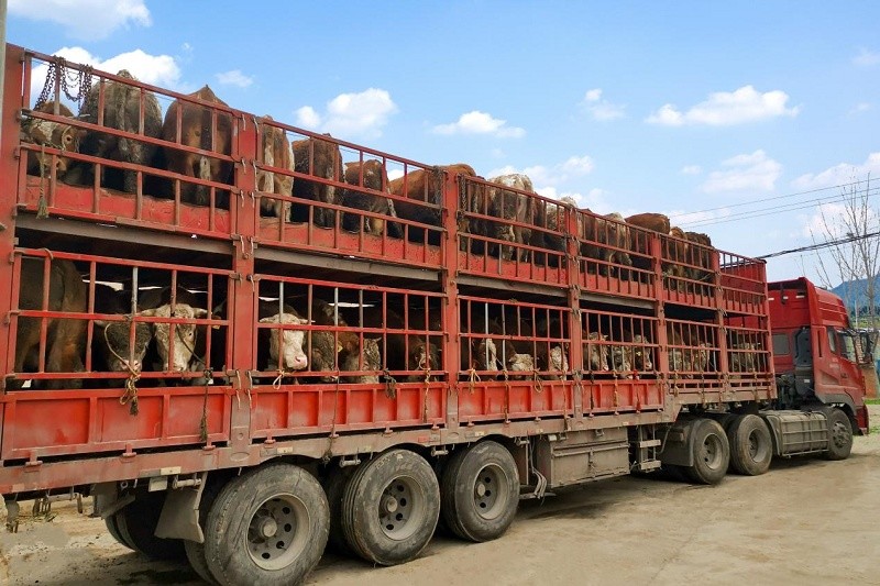 虎年首批湖北活牛走上香港市民餐桌