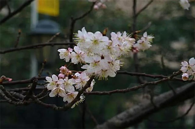 早春花信之樱桃花七首 樱桃千万枝 照耀如雪天 天天看点