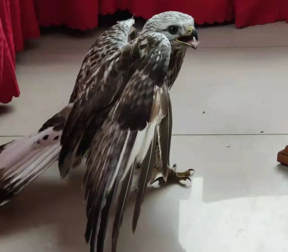 国家二级保护动物75苍鹰幼鸟得救助 精心照料待放归_腾讯新闻