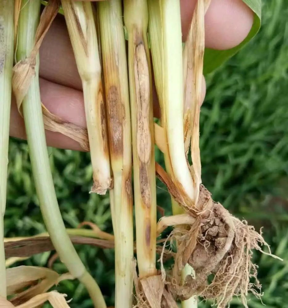 植保技術丨小麥紋枯病防治管理辦法