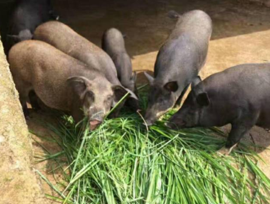 哪种牧草养猪最好