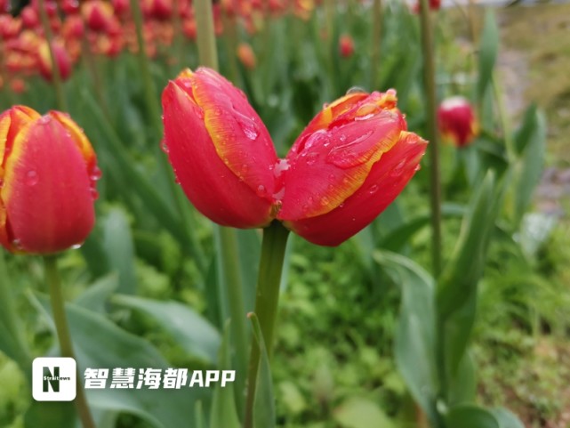 乌龙江湿地公园郁金香图片