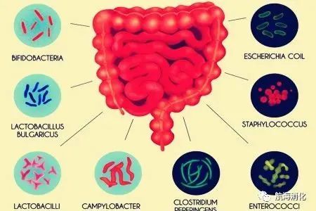 来自肠道的秘药给我一点丁酸盐我就能活120岁