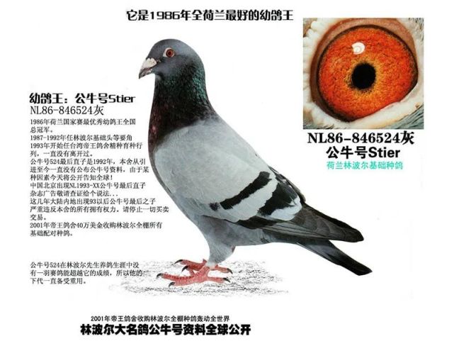 1銘鴿簡介公牛號,nl86-846524灰公,林波爾大名鴿,1986年全荷蘭最好的