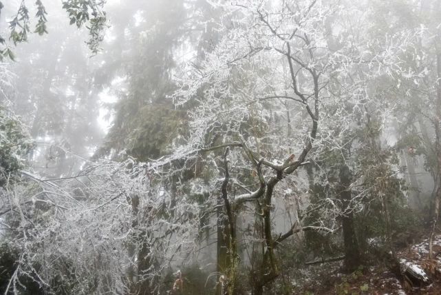 岣嵝峰景区在冰天雪地中展现出另一番风采,松杉堆雪,白絮纷飞,银峰