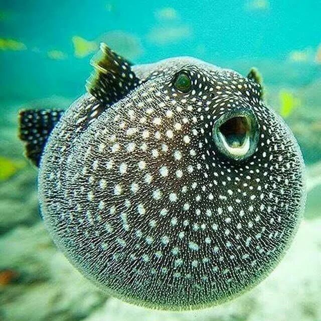 一碰就生氣的魚不止河豚另一種甚至更鮮