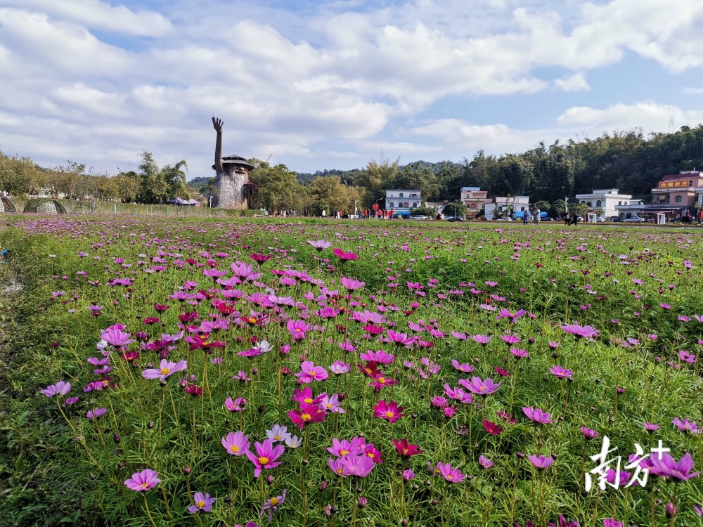 多图丨来花都梯面镇赏百亩油菜花