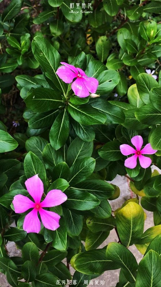 长春花 我的花蕊去哪了 腾讯新闻