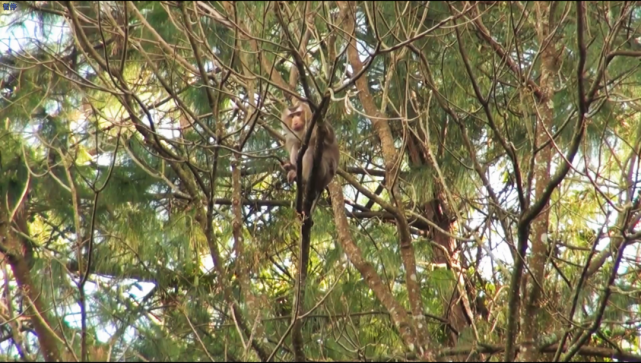 國家一級保護動物豚尾猴現身同心鎮|一級保護動物|同心鎮|雲南