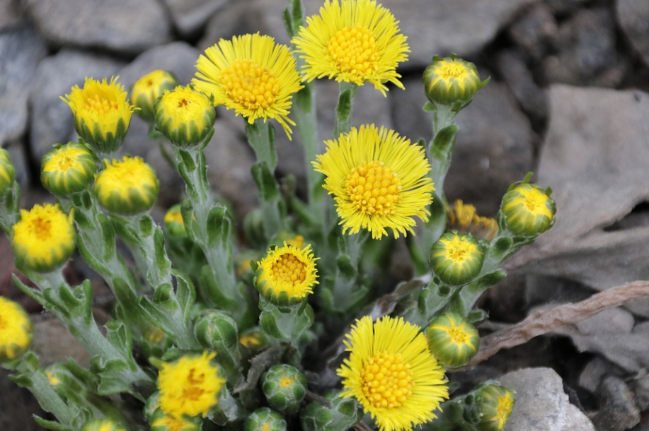 植物篇:开花的种类(款冬(菊科,款冬属植物)) - 求真百科