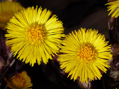 每日一​花​2.10:款冬:世珍云母石,我爱款冬花_腾讯新闻