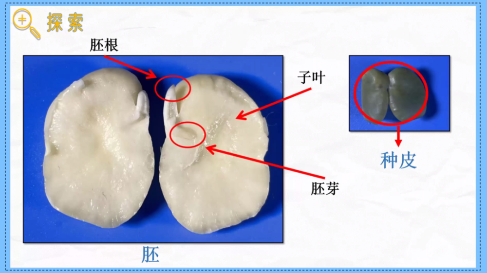 幹蠶豆種子可以由家長用小刀協助解剖哦~通過比較觀察,我們發現種子