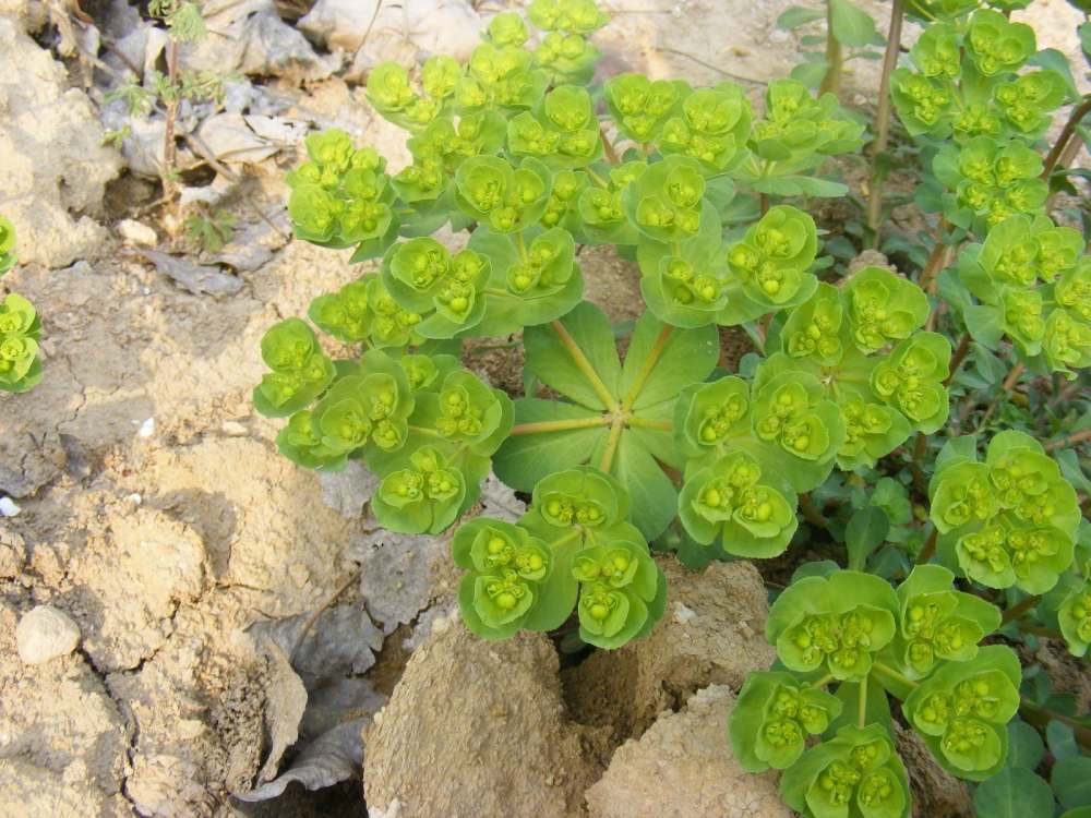 猫眼草有些人说还可以熬汤,大家一定要注意,猫眼草是有毒的,谨慎对待