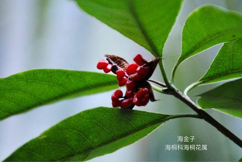 "海金子"又名崖花海桐,一身都是宝!这些好处你都了解吗?