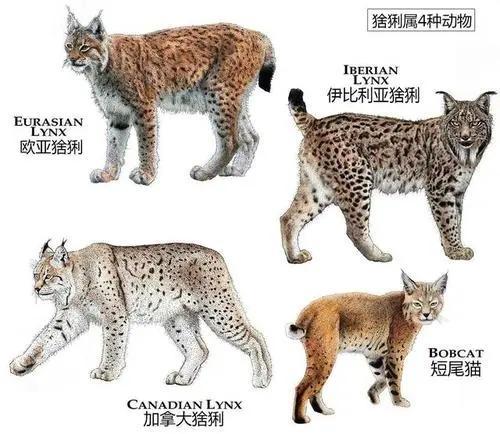 好虎架不过群狼那为何狼群闻到猞猁的气味会吓得落荒而逃呢