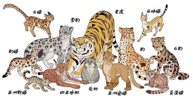 按顺序它们分别是:虎,雪豹,豹,亚洲金猫,兔狲,欧亚猞猁,豹猫,云豹
