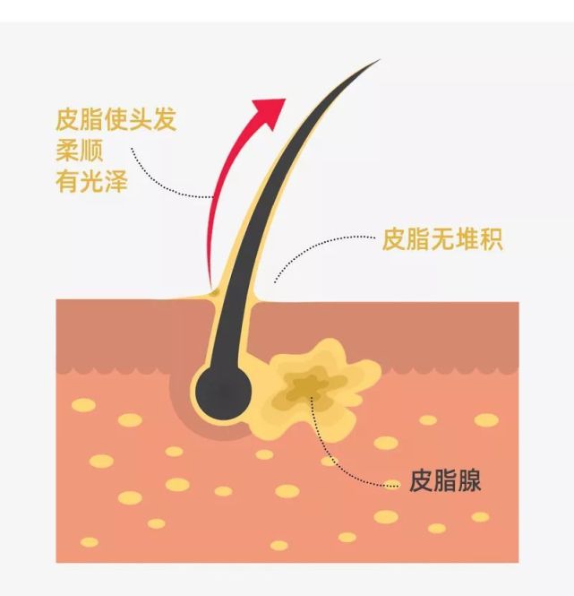 我們頭皮的每一個微小毛孔裡都有一個皮脂腺,它分泌天然的油脂,能鎖住