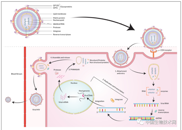 hiv-hcv,hbv-hcv 共感染:發病率,風險因素,發病機制,診斷和治療的最新