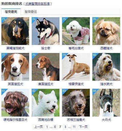 狗界智商天花板邊境牧羊犬為何是最聰明的狗它到底有多聰明