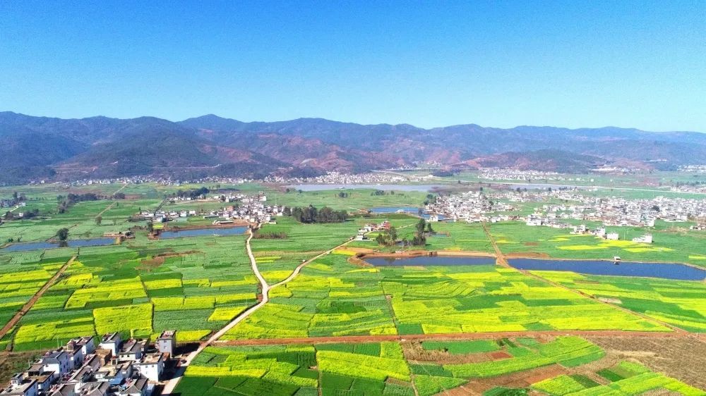 3萬畝油菜花競相綻放春回大地油菜花全面盛開大理州巍山縣廟街鎮添