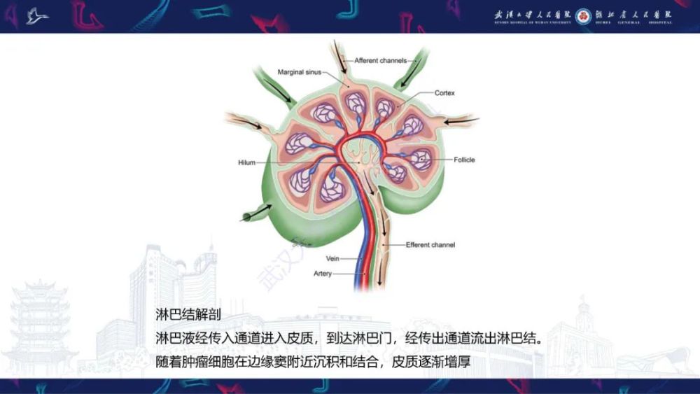 乳腺癌淋巴結影像評估