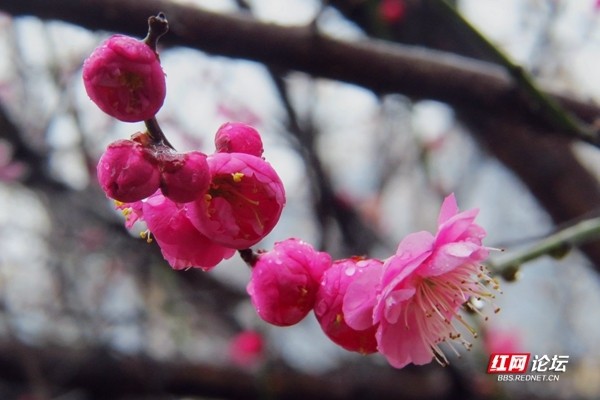 梅花香自苦寒来 那冬雪中傲然挺立的风景线 梅花 寒凝 朵朵 暗香 大地