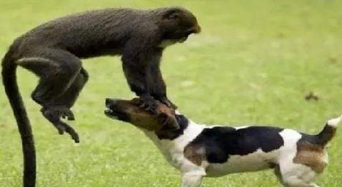 但是在这么严肃的场合,他牵了一只猴子和狗,强迫猴子骑在狗身上,自己