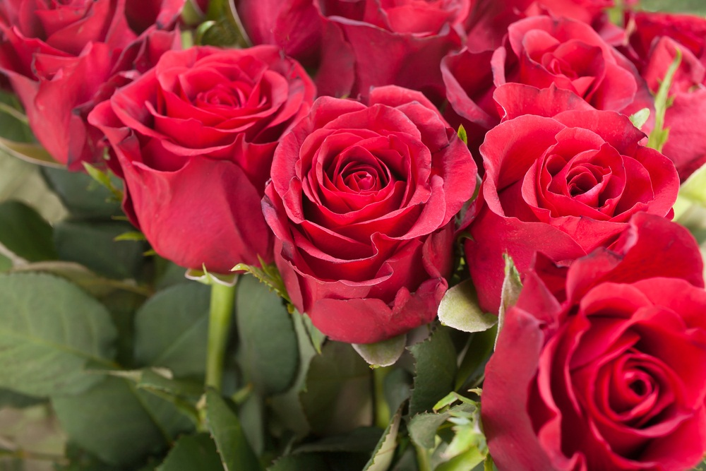 情人节临近泰国鲜花价格涨幅明显