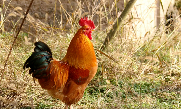 有生活仙居特色农产品仙居鸡为地方品种首位被誉为中华第一鸡