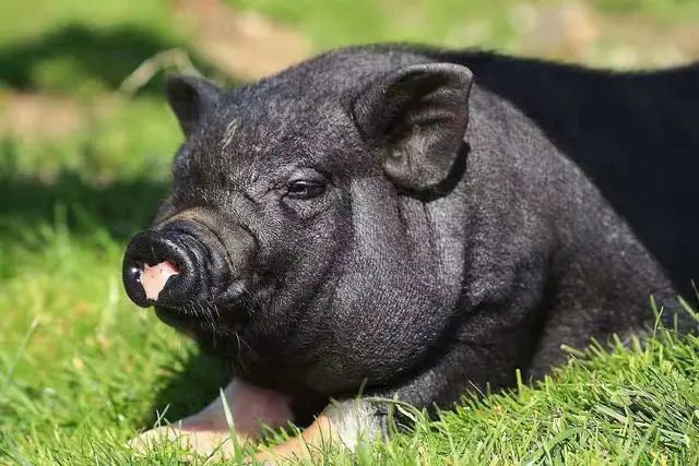 新西兰黑香猪图片