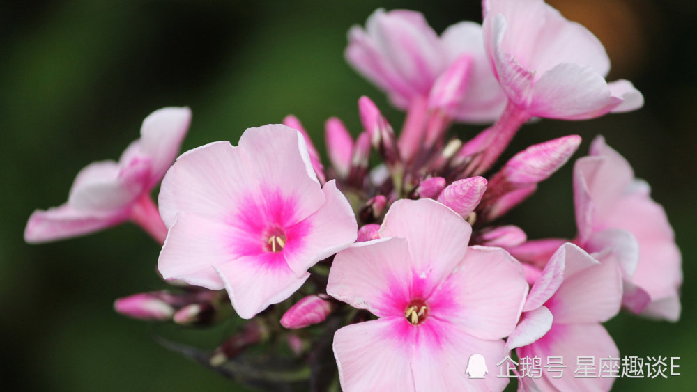 2月11 15日爱情运势 桃花四散 缘分袭来的四大星座 腾讯新闻