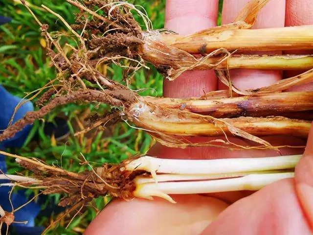 植保技术丨小麦茎基腐病防治管理办法
