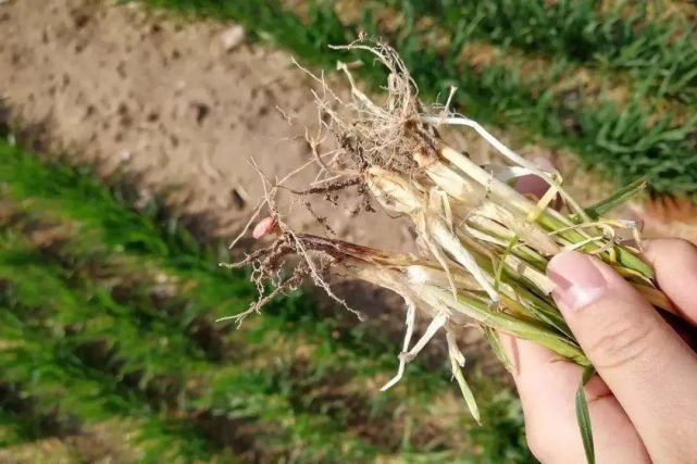 植保技术丨小麦茎基腐病防治管理办法