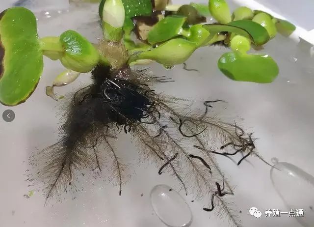 【黄鳝繁育】黄鳝人工繁育实操六步详解,控温孵化,四季上市