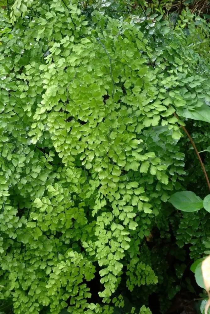 100种观叶植物no15铁线蕨养护攻略