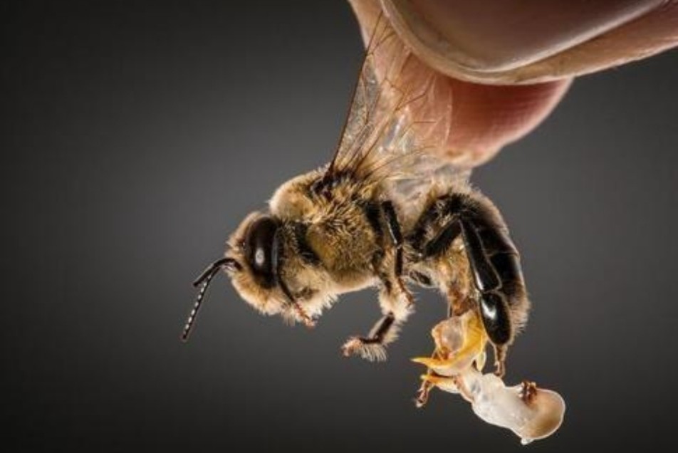 雄峰尾部上翘与蜂王交尾后蜂王尾部有一条白线意味着雄峰2小时内会