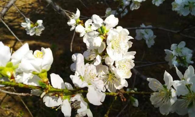 花语是桀骜不驯的花(花语是桀骜不驯的花是什么)