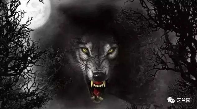 一吐为快吴琼丨狼性及男人