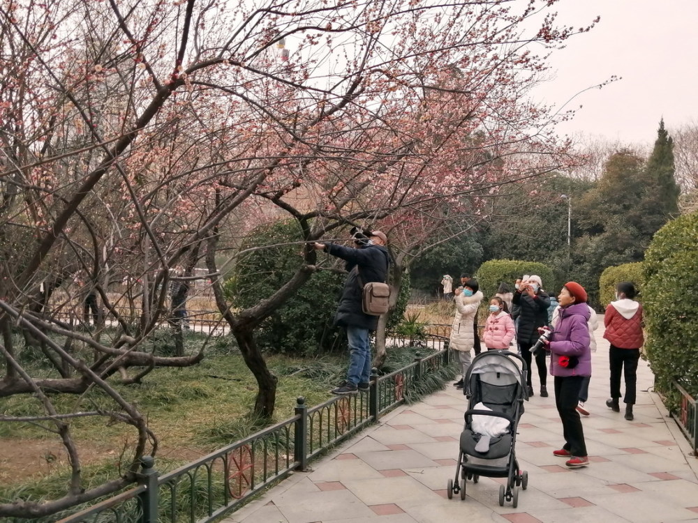 2022年2月10日,陽光燦爛,春光明媚,鄭州市碧沙崗公園奼紫嫣紅噴吐芳香