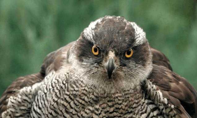 心理测试4只雄鹰哪一只鹰眼最锐利测你看人的眼光准不准